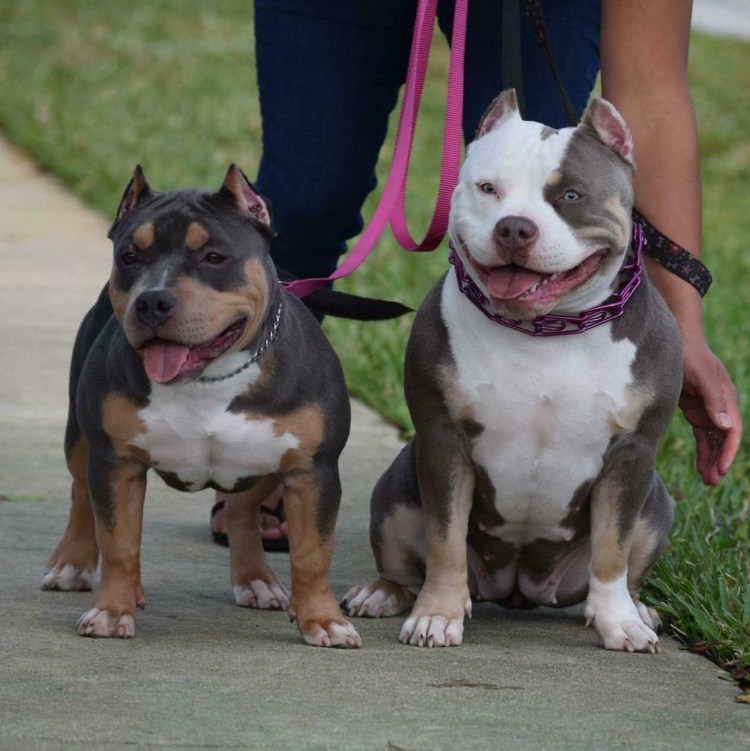 Американский булли покет