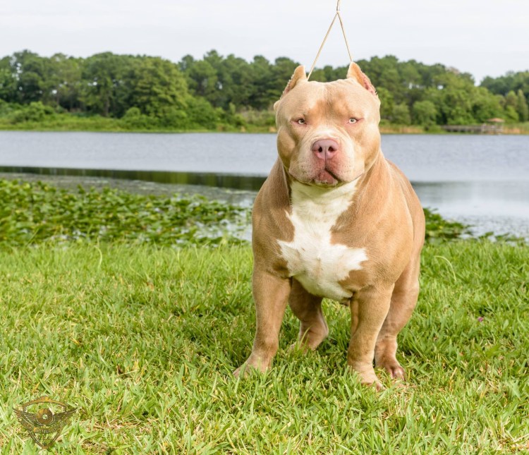 Американский булли XL собака