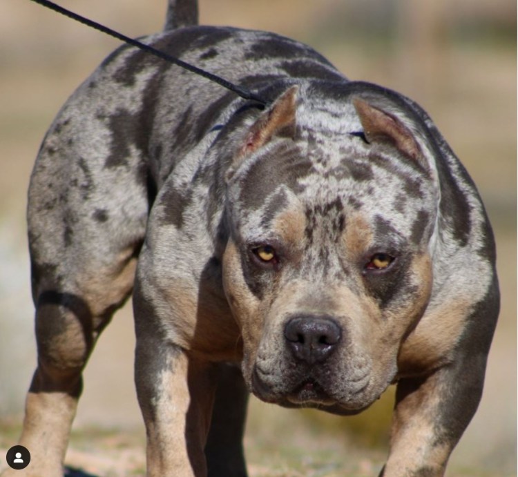 Булли Мерль