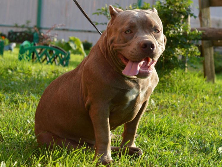 Мериканский булли "стандарт