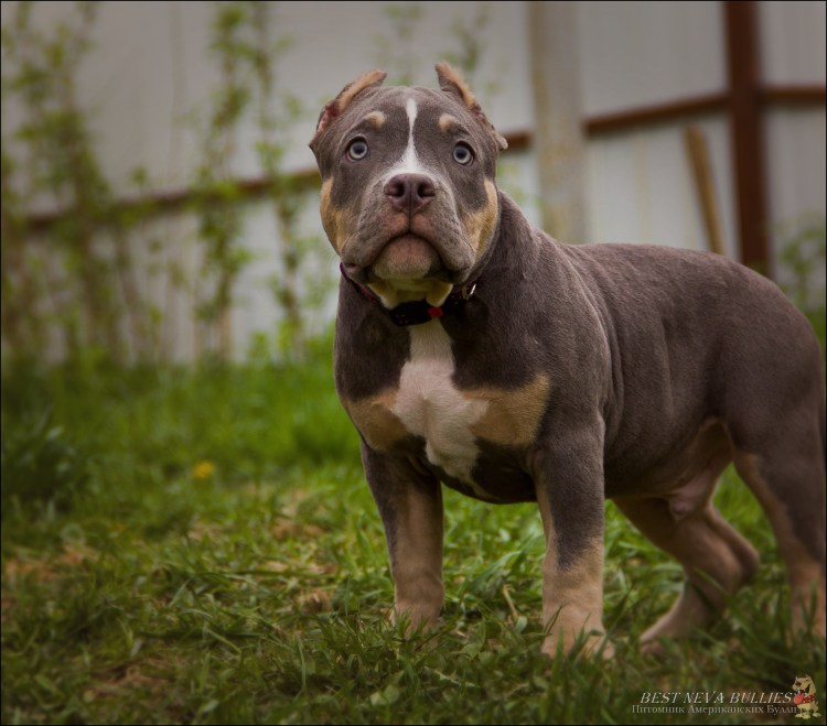 Американский булли Триколор покет