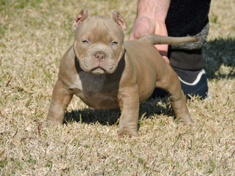 Американский булли кутёнок