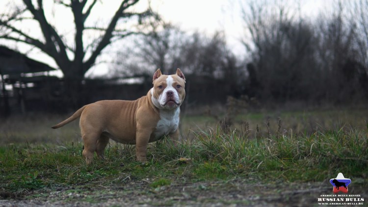Окрас Соболь у собак американский булли
