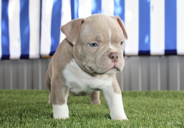 Американский булли лилового цвета