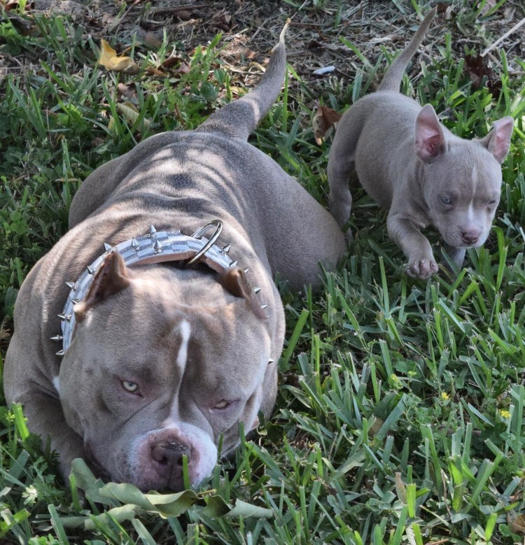 Американский питбультерьер мини