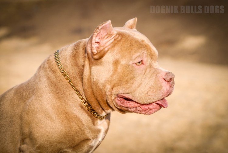 Лиловый окрас булли