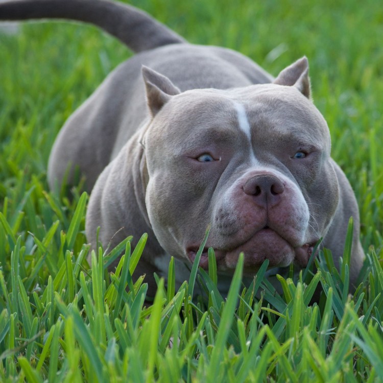 Стаффордширский терьер булли