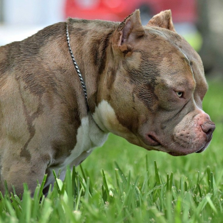 Собака булли экстрим