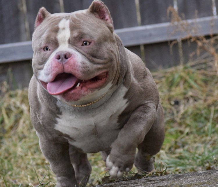 Порода собак булли