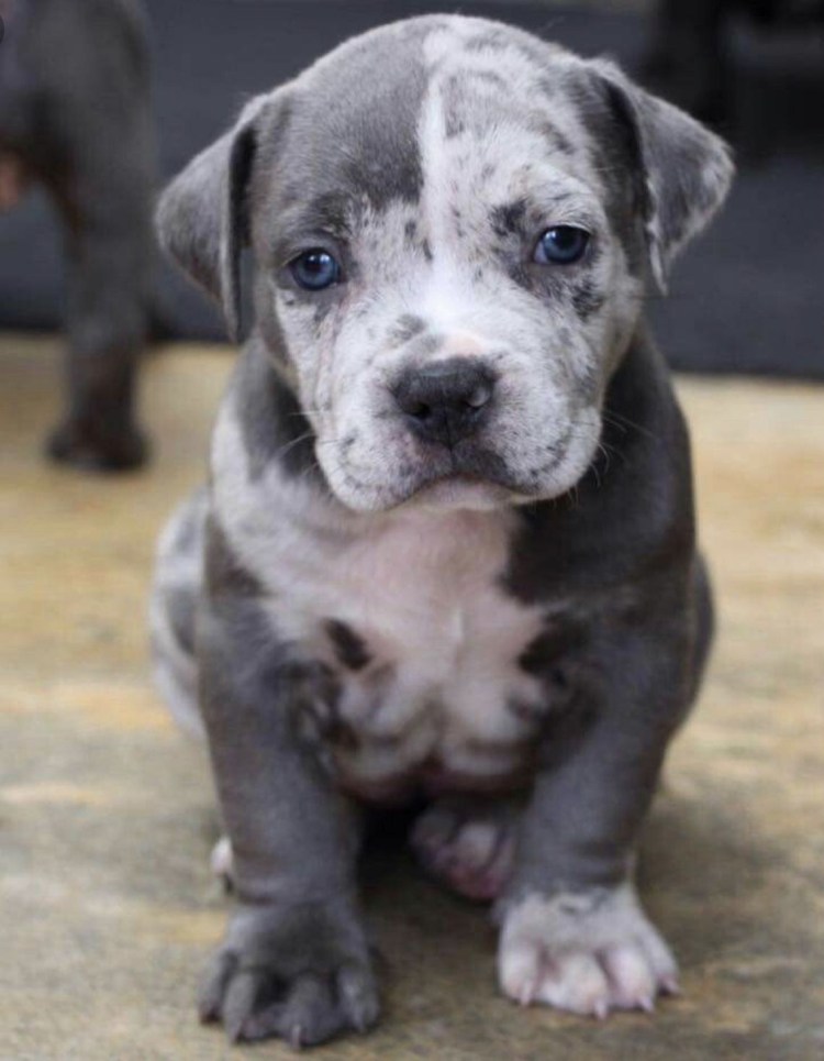 Американский булли покет стандарт