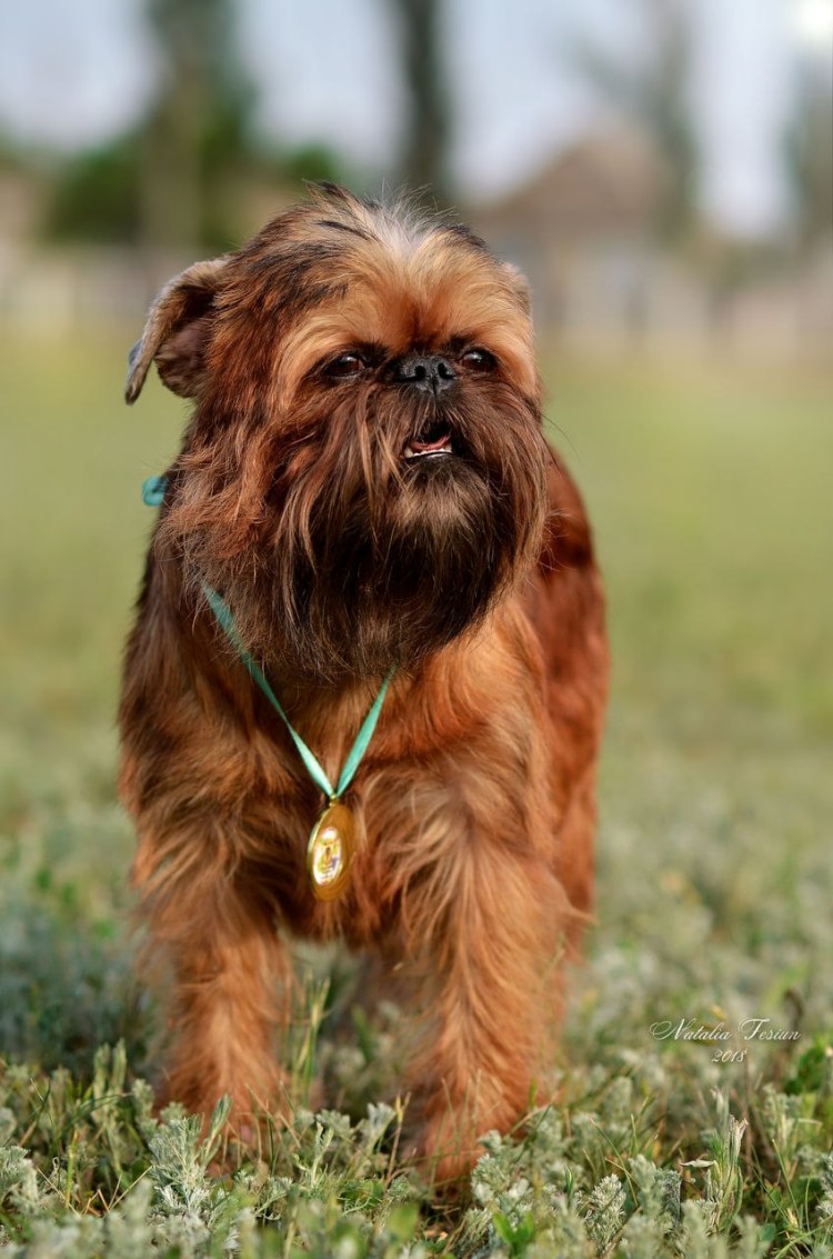 Брюссельский Грифон Чубака