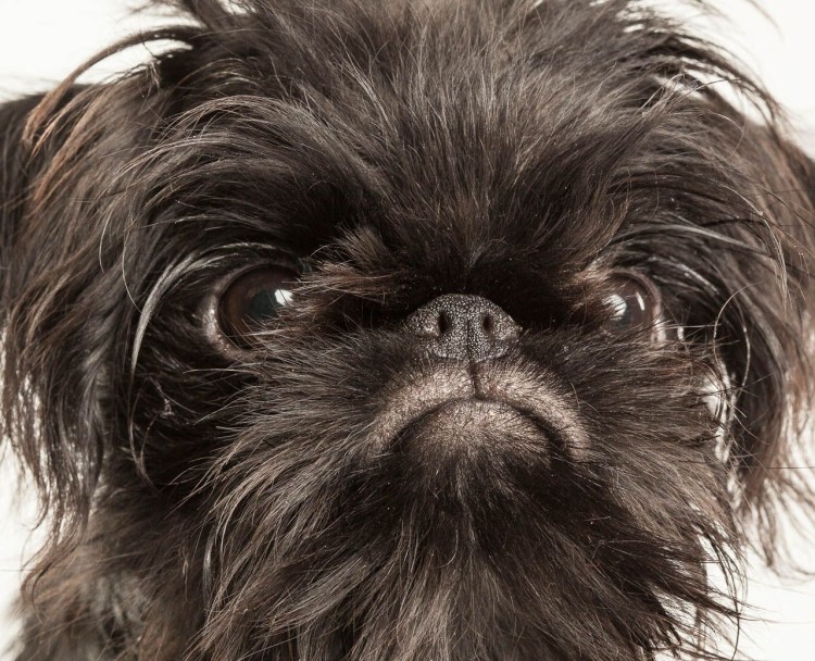 Бельгийский гриффон кальмар