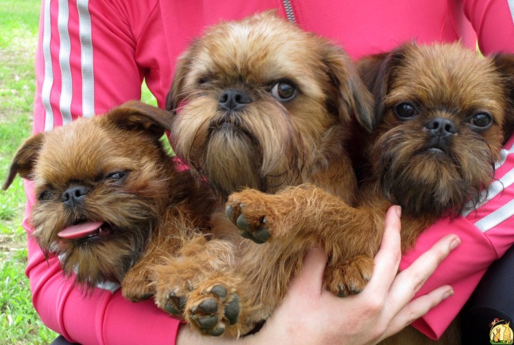 Брюссельский гриффон