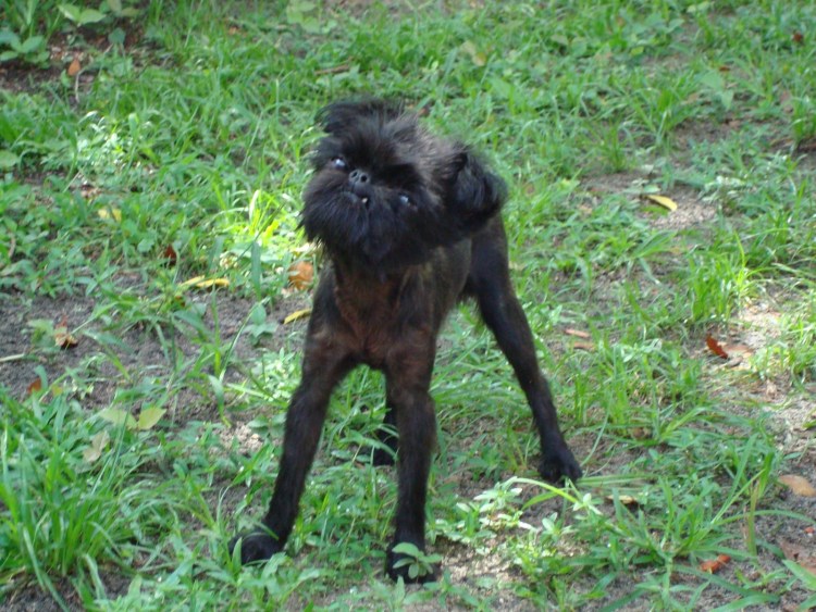 Брюссельский гриффон Чубака