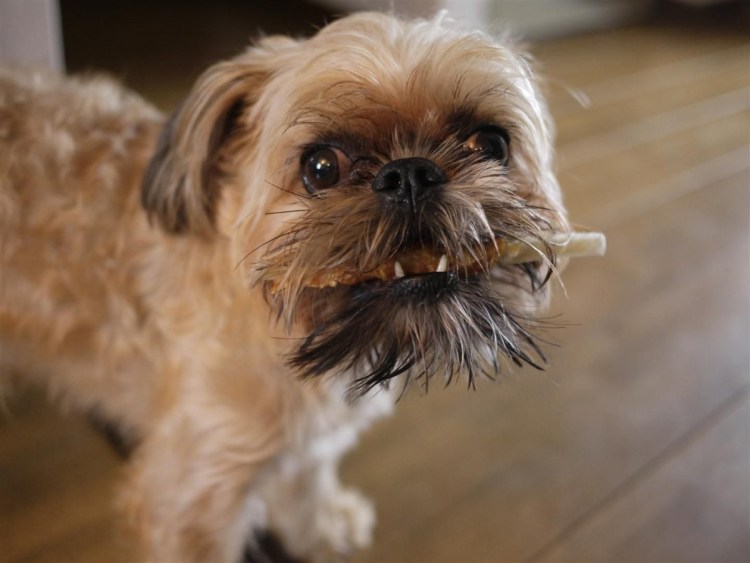 Бельгийский гриффон