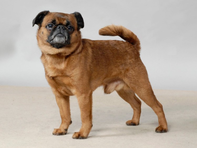 Порода Аффенпинчер