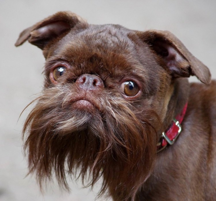 Гриффон бельгийский Брюссельский