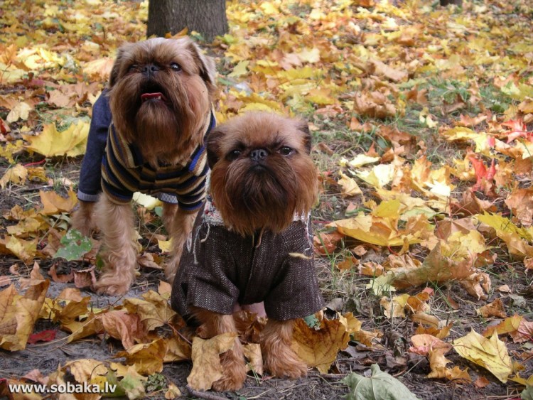 Брюссельский гриффон Чубака