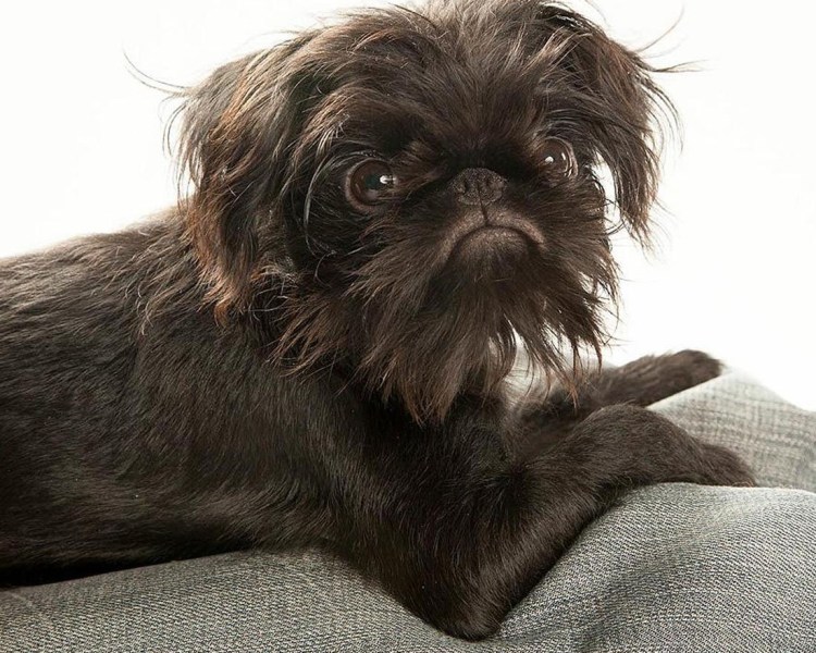 Аффенпинчер пинчер