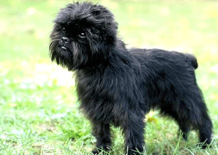 Гриффон Брюссельский жесткошерстный