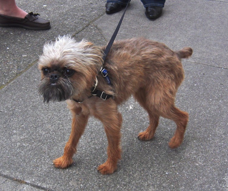 Аффенпинчер и Грифон