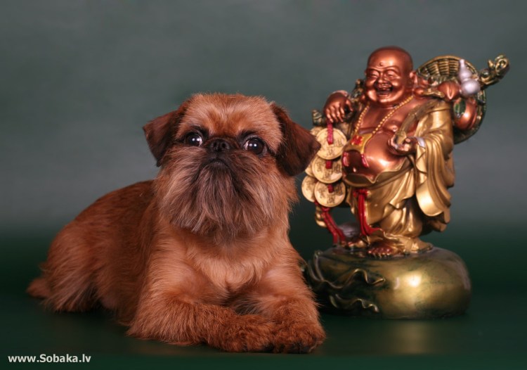 Брюссельский гриффон собака