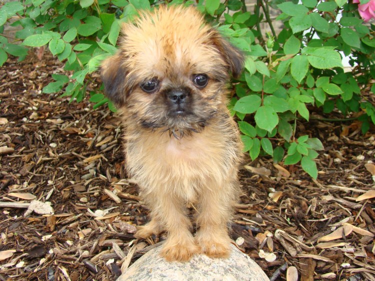 Гриффон бельгийский Брюссельский