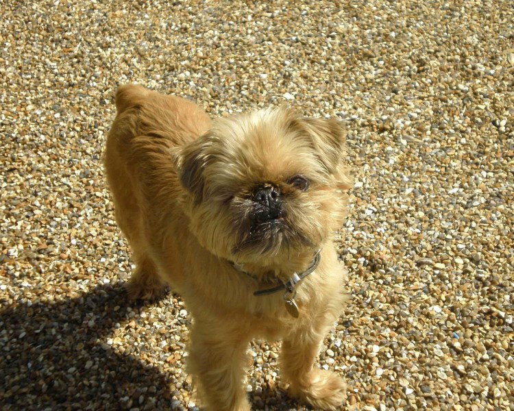 Гизмо гриффон