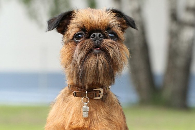 Брюссельский гриффон собака