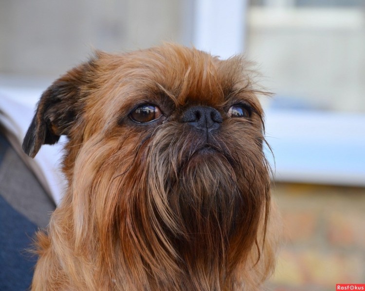 Грифон брюссельская собака