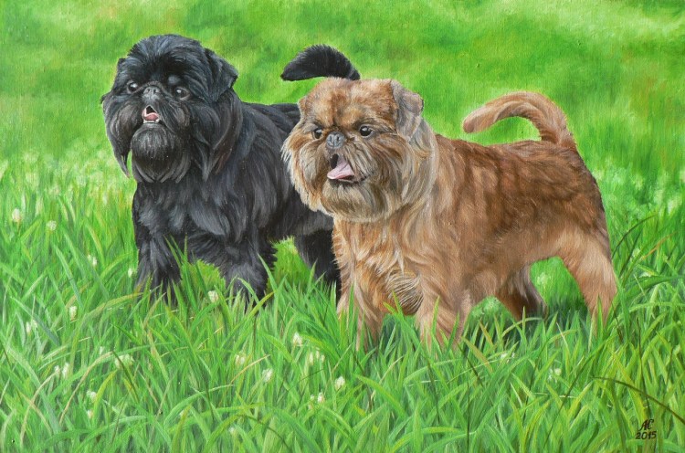 Собачка Брюссельский гриффон