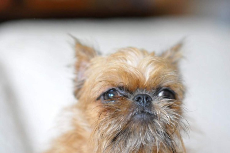 Брюссельский гриффон