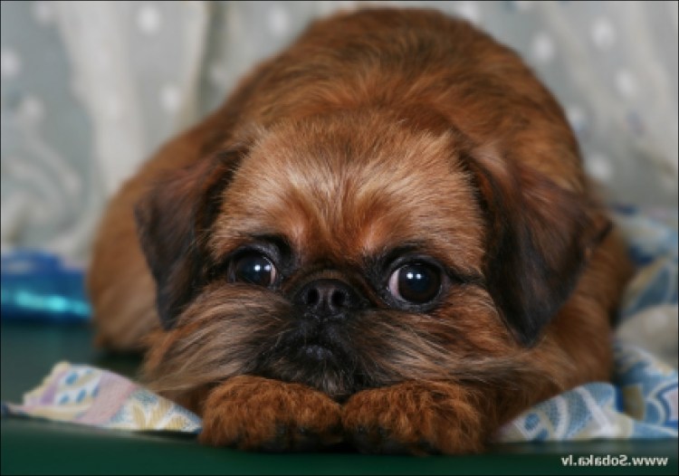 Гриффон Пти брабансон