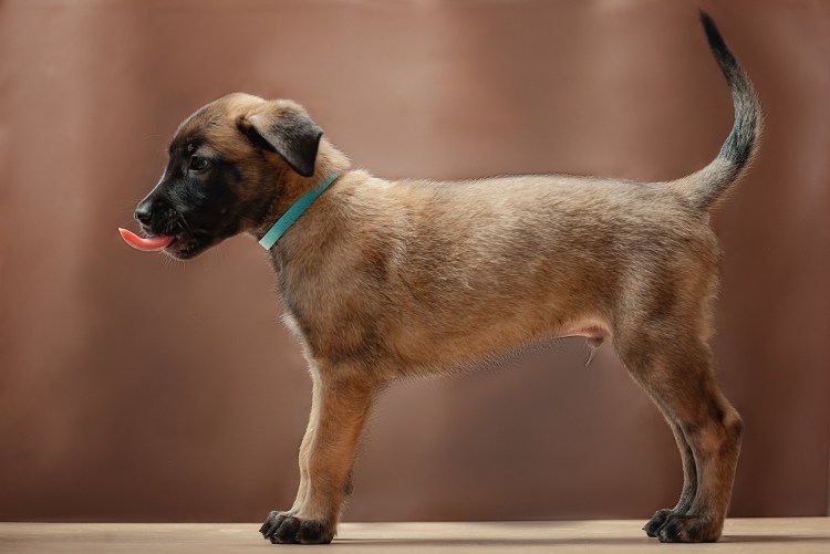 Собака отряхивается