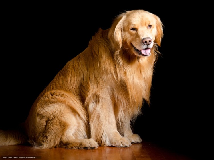 Породы собак в древности