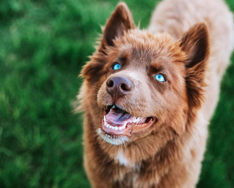 Каролинская собака Carolina Dog