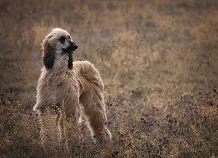 Чинук порода собак