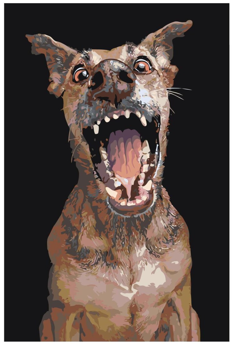 Турецкая овчарка кангал