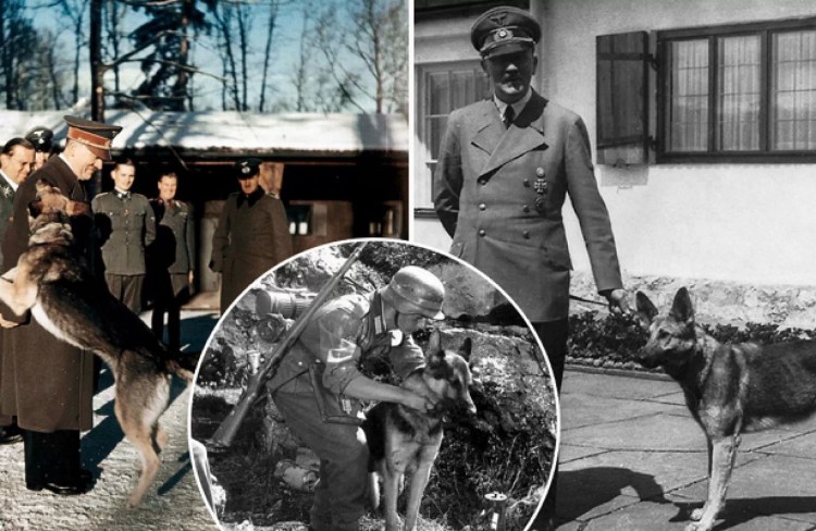 Каролинская овчарка