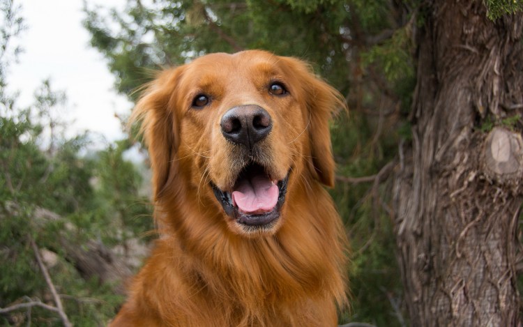 Ксолоитцкуинтли - Орхидея инков