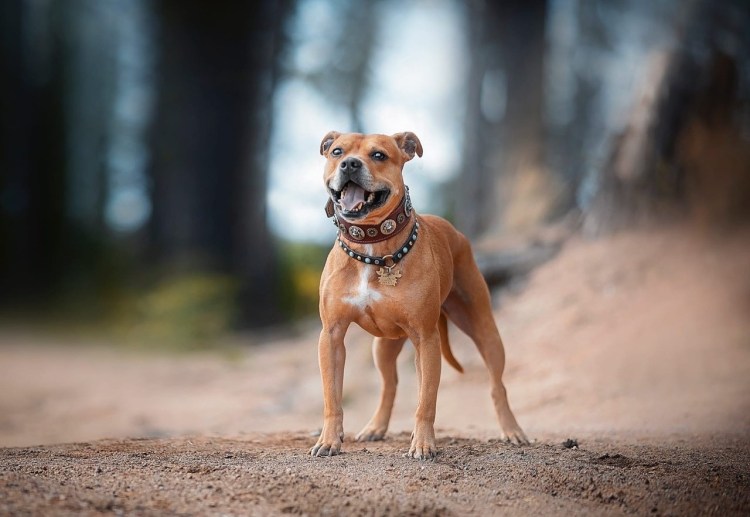 Собака Анубис порода ксолоитцкуинтли