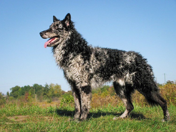 Бордер колли и золотистый ретривер