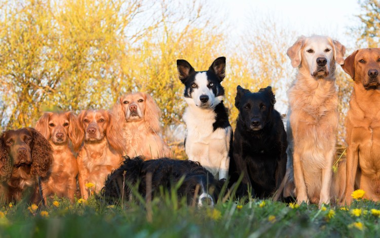 Кавалер Кинг Чарльз спаниель