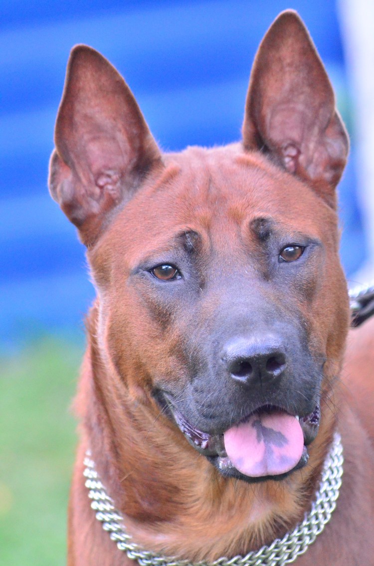 Маленькие гладкошерстные собаки