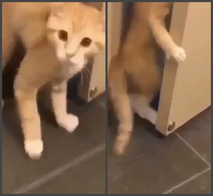 Котик закрывает дверь