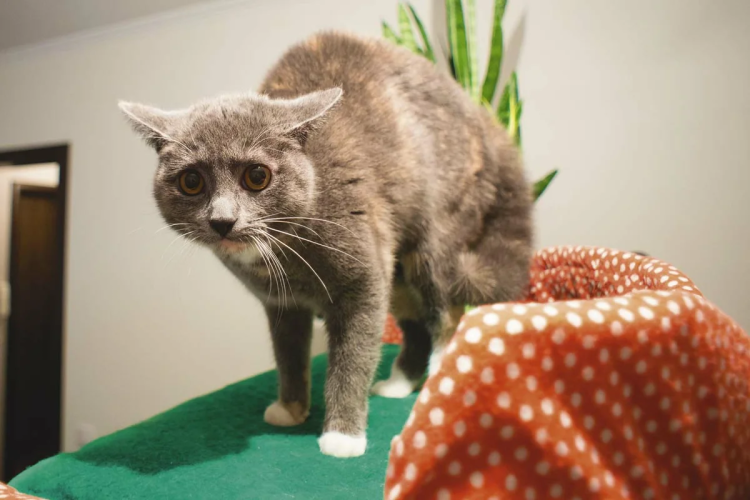 Стресс у кошки