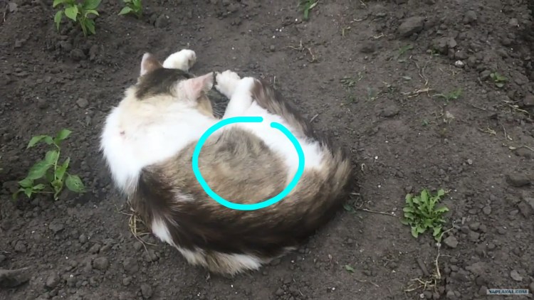 Как напугать кошку