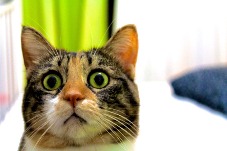 Пугливый котик