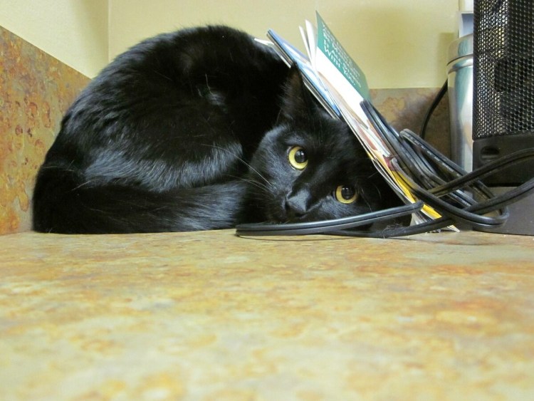 Кот и огурец