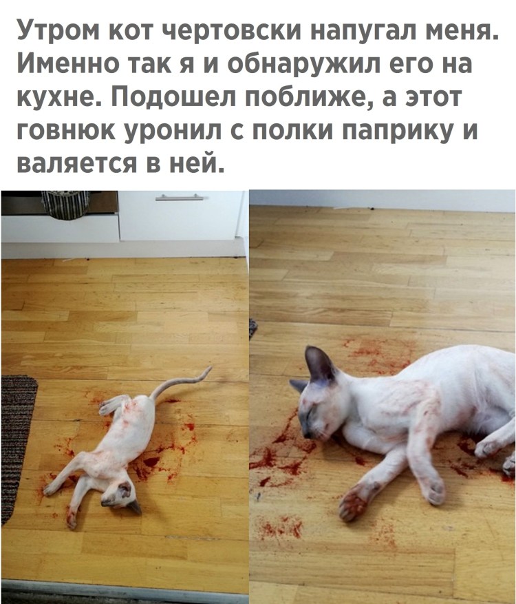 Кот для поднятия настроения